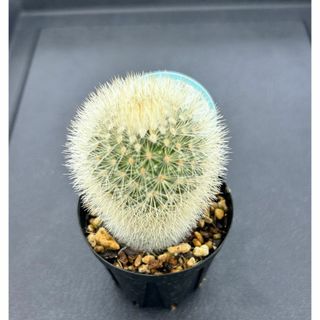 サボテン　芳泉丸　マミラリア属(その他)