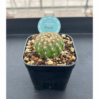 サボテン　すみれ丸　ノトカクタス属(その他)