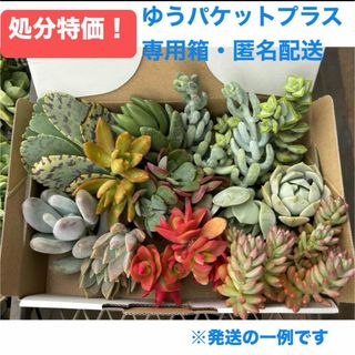 【処分セール！】多肉色々寄せ植えセット【カット苗でゆうパケット箱に満タン】(その他)