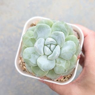 多肉植物　韓国苗　アイスグリーン　大きめ　発根済み(その他)