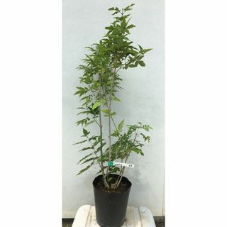 《現品》アオダモ　株立ち　樹高0.8ｍ（根鉢含まず）44【庭木/苗木/バット】(その他)