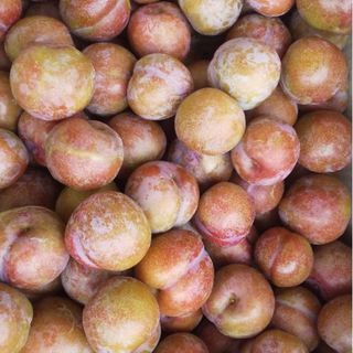 無農薬★1kg★奄美すもも★がらり(花螺李）★いぐり(フルーツ)