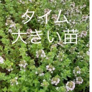 無農薬タイム　大きい苗　ハーブ　庭の花(プランター)