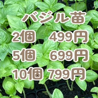 バジル 2苗　ハーブ　ハーブ苗　(野菜)
