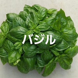 バジル【農薬不使用】フレッシュバジル(野菜)