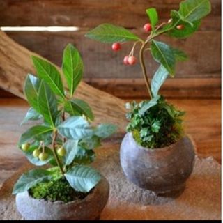 MINI　マンリョウ　ヤブコウジ　苔玉　苗木　苔テラリウム　盆栽(その他)