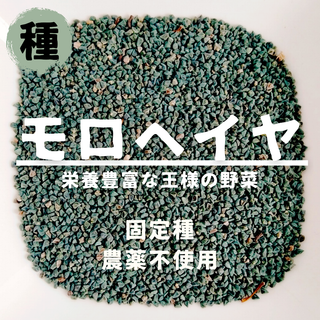 【種】モロヘイヤ　農薬不使用　1000粒(野菜)