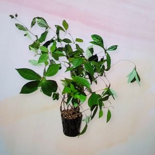 クロモジ 苗木(その他)