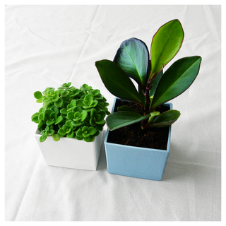 値下げ中★送料込み【ペペロミア・オブツシフォリア】 鉢付き観葉植物そのまま飾れる(プランター)