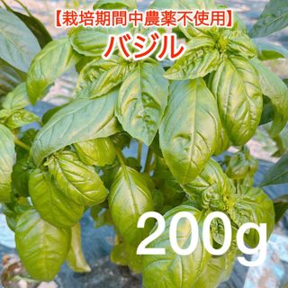 新鮮フレッシュ バジル 200ｇ(野菜)