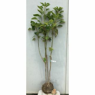 《現品》隠蓑（カクレミノ）樹高1.5ｍ（根鉢含まず）16【隠れ蓑/苗木/植木】(その他)