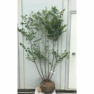 《現品》エゴノキ　株立ち　樹高1.6ｍ（根鉢含まず）67【庭木/苗木/植木】(その他)