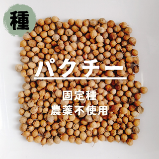 【種】パクチー　コリアンダー　農薬不使用　200粒(野菜)