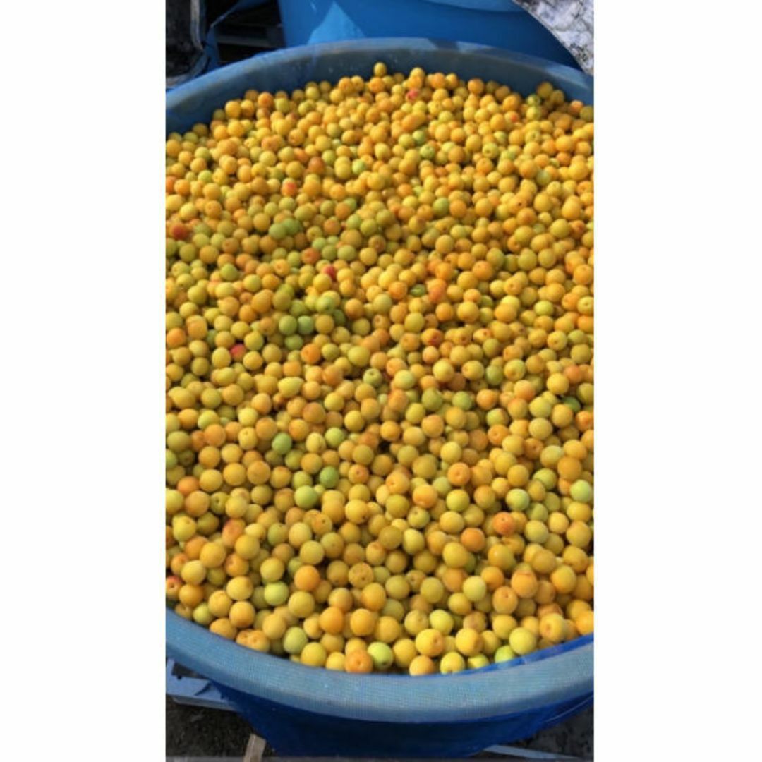 人気爆発！紀州南高梅 樽 3kg 梅 無添加 和歌山 紀州 白梅 食品/飲料/酒の食品(その他)の商品写真