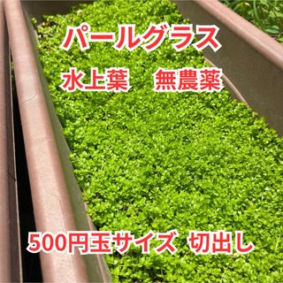 ②水草　パールグラス 水上葉 500円玉サイズ切出し　初心者おすすめ パケポス(アクアリウム)