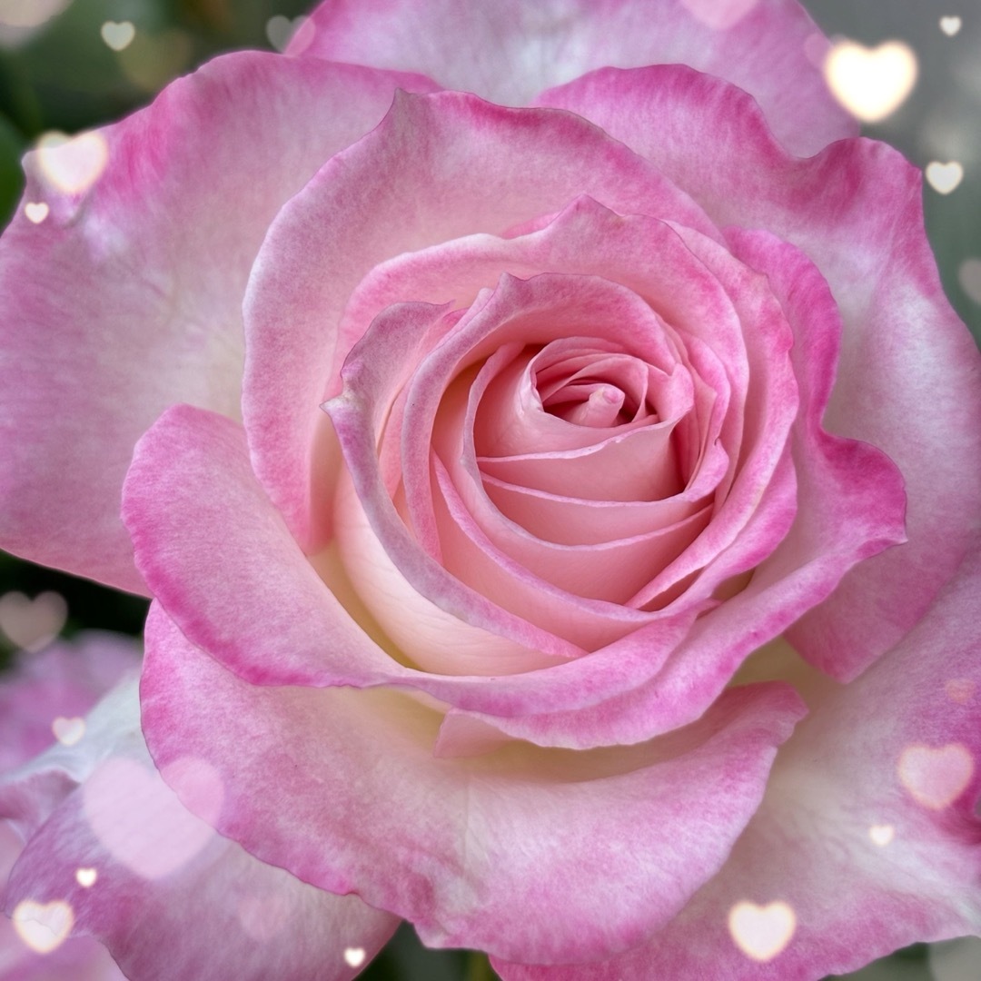 【バラ挿木苗】可憐な白 淡いピンク フリル 天使の薔薇 強香品種 バラ 苗 ⑦ ハンドメイドのフラワー/ガーデン(その他)の商品写真