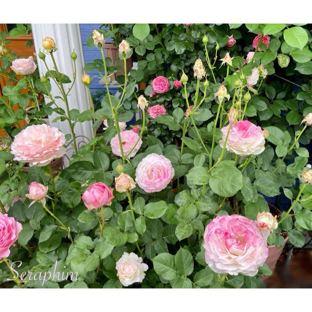 【バラ挿木苗】可憐な白 淡いピンク フリル 天使の薔薇 強香品種 バラ 苗 ⑦ ハンドメイドのフラワー/ガーデン(その他)の商品写真