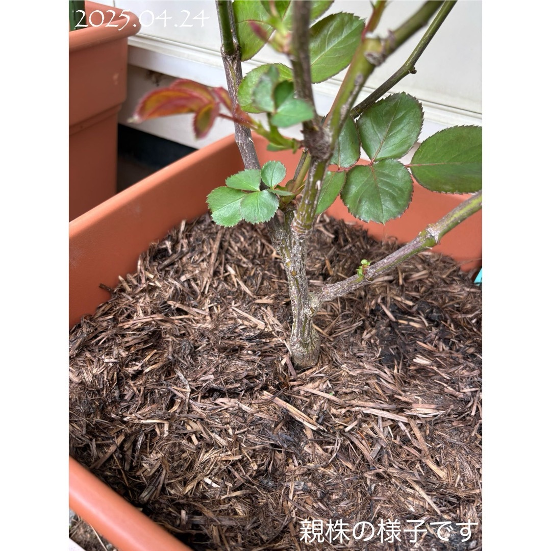 【バラ挿木苗】可憐な白 淡いピンク フリル 天使の薔薇 強香品種 バラ 苗 ⑦ ハンドメイドのフラワー/ガーデン(その他)の商品写真