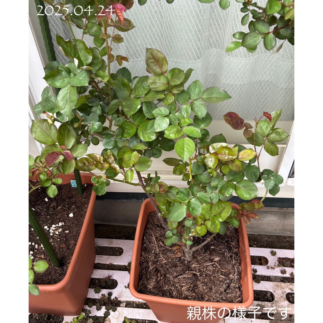 【バラ挿木苗】可憐な白 淡いピンク フリル 天使の薔薇 強香品種 バラ 苗 ⑦ ハンドメイドのフラワー/ガーデン(その他)の商品写真