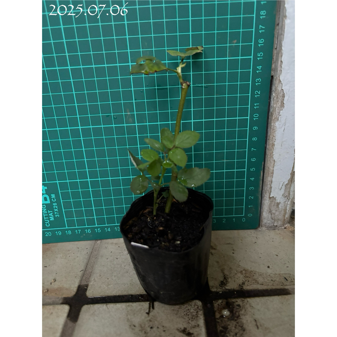 【バラ挿木苗】可憐な白 淡いピンク フリル 天使の薔薇 強香品種 バラ 苗 ⑦ ハンドメイドのフラワー/ガーデン(その他)の商品写真