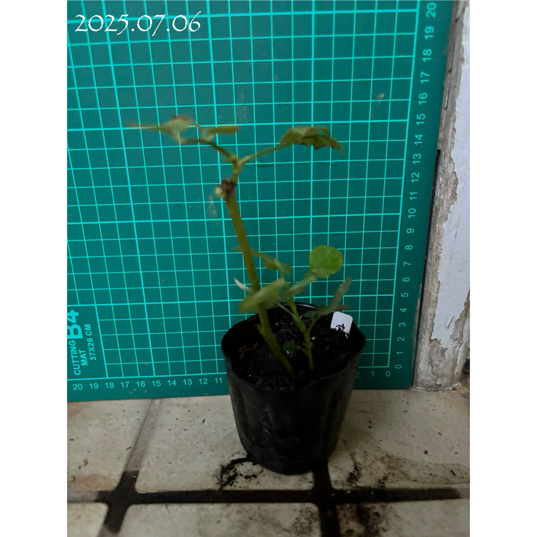 【バラ挿木苗】可憐な白 淡いピンク フリル 天使の薔薇 強香品種 バラ 苗 ⑦ ハンドメイドのフラワー/ガーデン(その他)の商品写真