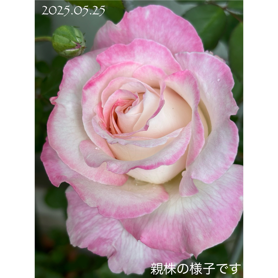 【バラ挿木苗】可憐な白 淡いピンク フリル 天使の薔薇 強香品種 バラ 苗 ⑦ ハンドメイドのフラワー/ガーデン(その他)の商品写真