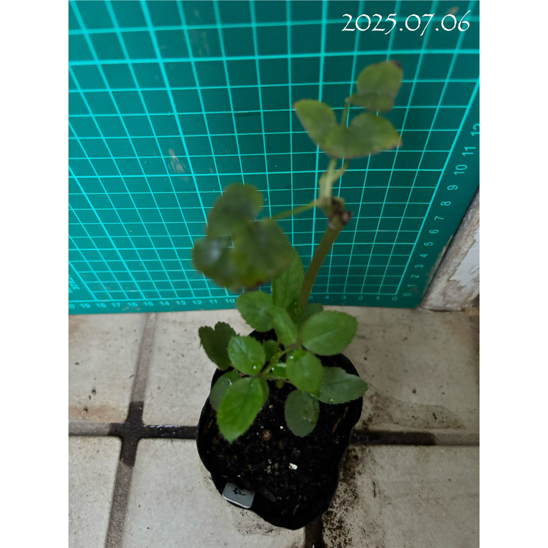 【バラ挿木苗】可憐な白 淡いピンク フリル 天使の薔薇 強香品種 バラ 苗 ⑦ ハンドメイドのフラワー/ガーデン(その他)の商品写真