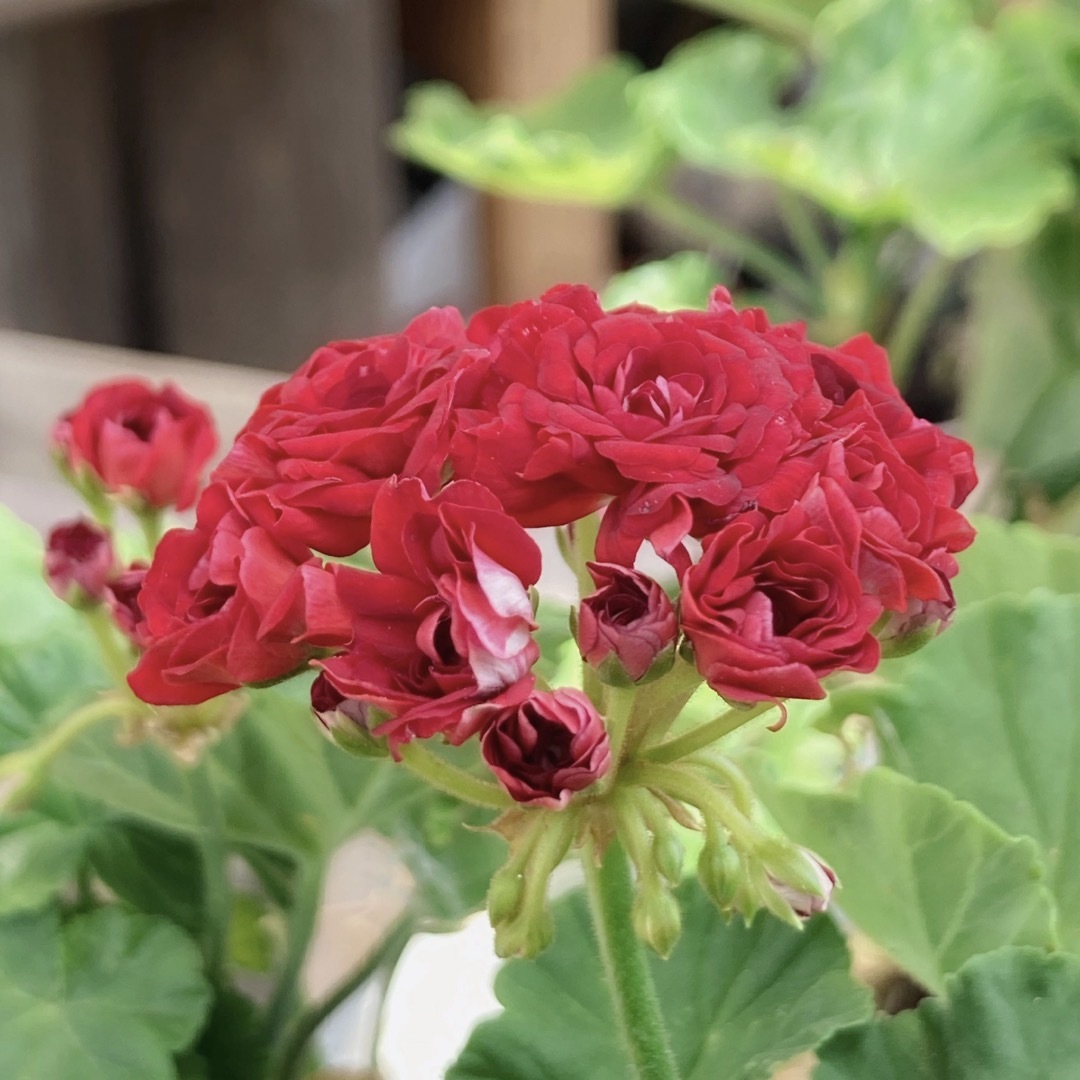 大苗 薔薇咲きゼラニウム ポット苗の通販 by じゅんのはな ｜ラクマ