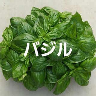 バジル【農薬不使用】スイートバジル(野菜)