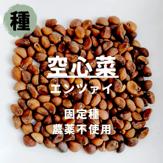【種】空心菜　エンツァイ　農薬不使用　50粒(野菜)