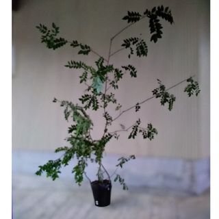 サンショウ 山椒  山山椒 苗木(その他)