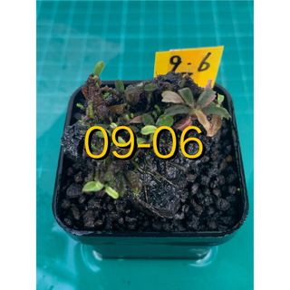 活着の逸品　ブセファランドラspブラウニーフェニックス　群生　黒溶岩　新鮮水草②(アクアリウム)