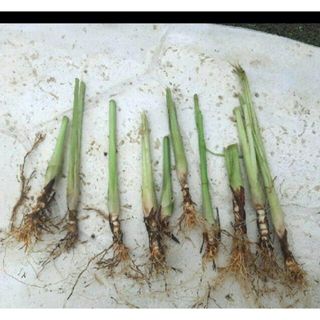 完全無農薬　レモングラス苗　５本(野菜)