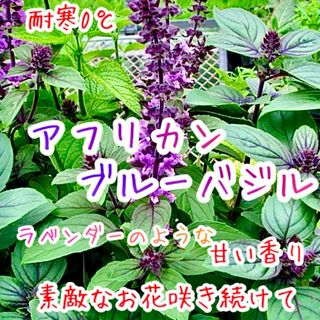 アフリカンブルーバジル　苗　お花も香りも‼️ 寒さ強　耐寒0度　バジル　ハーブ(その他)