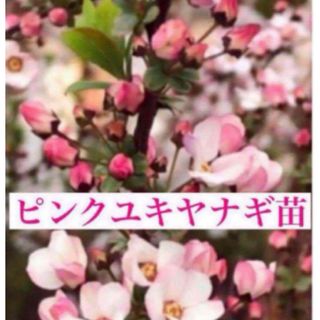 ピンクユキヤナギ苗木一株(その他)