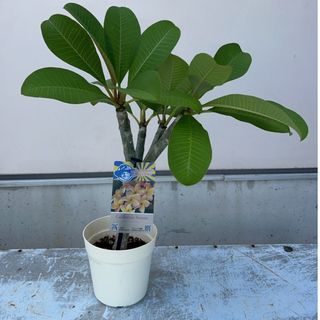 うさこ様ご確認専用ページ！プルメリア