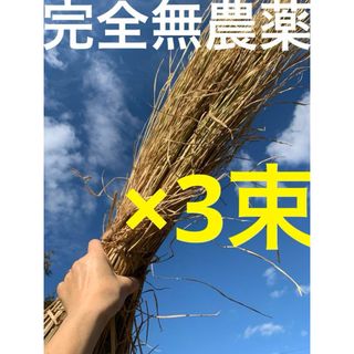 3束 稲わら 藁 完全無農薬 畑 マルチ カツオのタタキ 稲藁 メダカ 敷き藁