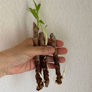 ドラセナ　ジェレ　観葉植物　発根済み挿し木用の枝　３本【大特価】(その他)