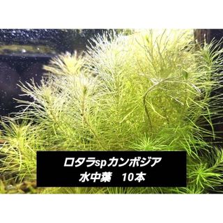 【水草】ロタラspカンボジア 水中葉　約10cm10本入り(アクアリウム)