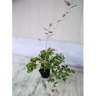 ナツハゼ 苗木(その他)
