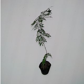 山椒 サンショウ 山山椒 苗木(その他)