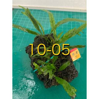 メダカにポン　ナローリーフ・ウェンディロフ・黒溶岩　新鮮水草②(アクアリウム)