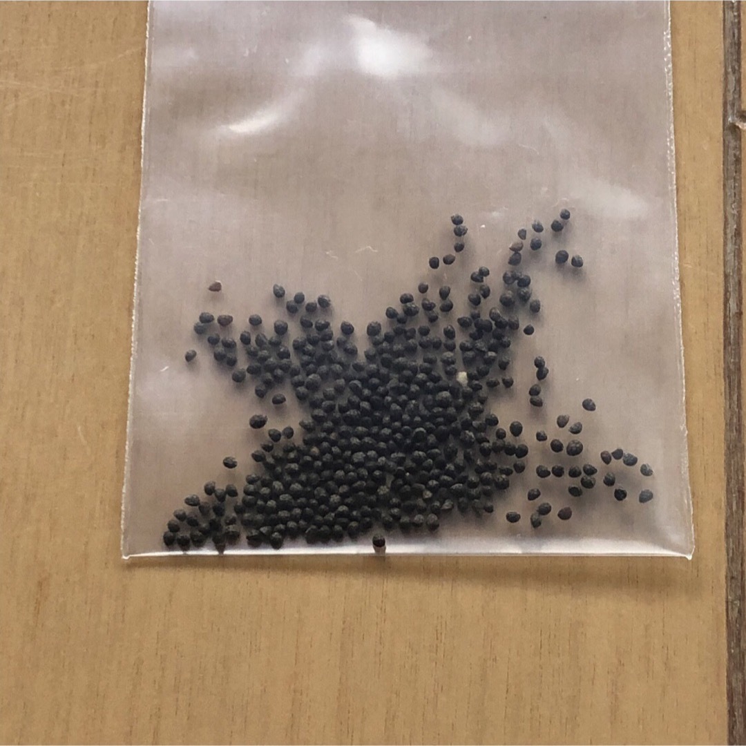青じそ　種 ハンドメイドのフラワー/ガーデン(プランター)の商品写真