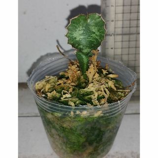 Euphorbia robecchii　原種　ユーフォルビア　多肉植物(その他)