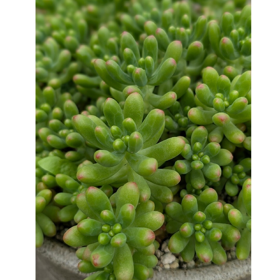 ♥ルビーティント♥　大きめ2カット　多肉植物 ハンドメイドのフラワー/ガーデン(その他)の商品写真