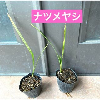 ナツメヤシ（デーツ）実生　抜き苗2株セット(プランター)