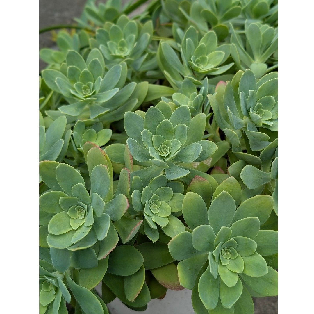 ♥薄化粧♥　アエオニウム　5カット　多肉植物 ハンドメイドのフラワー/ガーデン(プランター)の商品写真