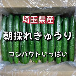 ★朝採れキュウリ★A等級‼️コンパクトいっぱい‼️(野菜)