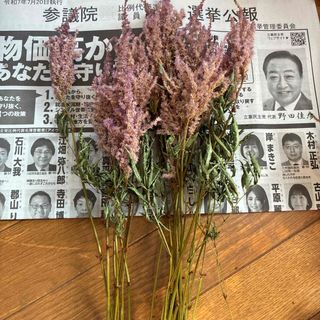 アスチルベ　ドライフラワー　15本