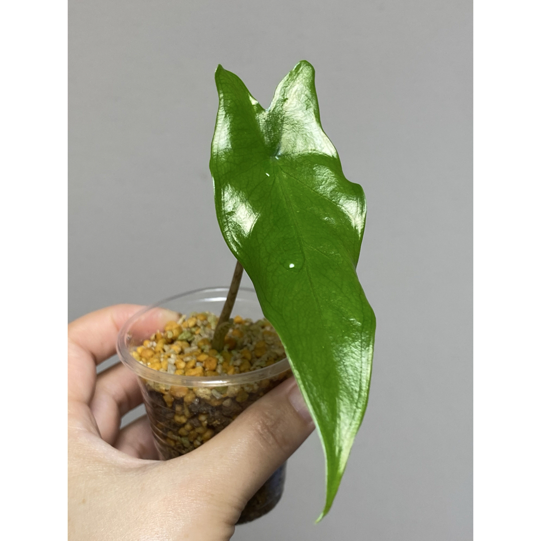 【最高にかっこいい！】アロカシア　ティグリナ　スパーバ　スペルバ　スーパーバ ハンドメイドのフラワー/ガーデン(その他)の商品写真